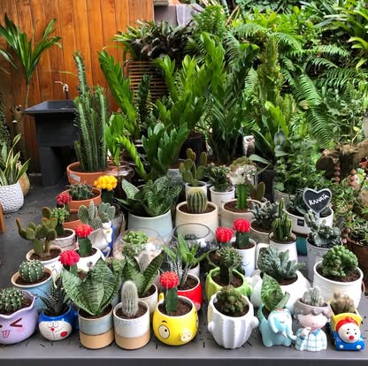 Collection de cactus et succulentes dans des pots colorés L'AURA